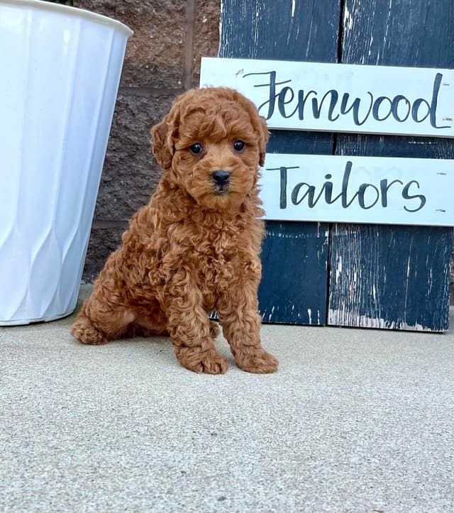 Genetic Tested Red Mini Poodle Puppies❤️🐾Call 717-529-1907 media 4