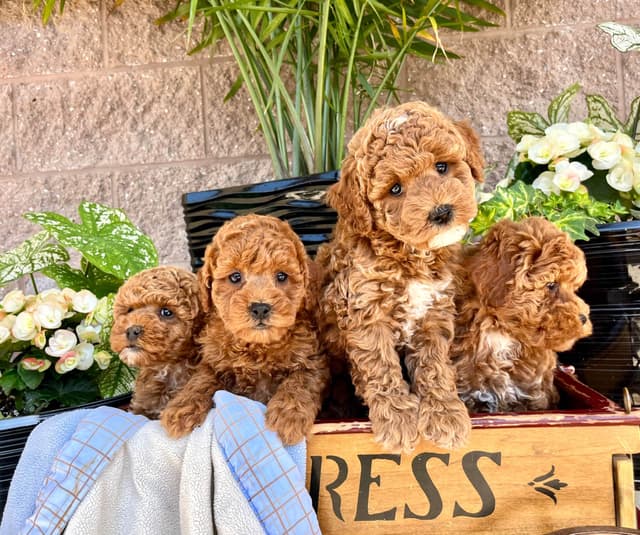 Genetic Tested Red Mini Poodle Puppies❤️🐾Call 717-529-1907 media 5