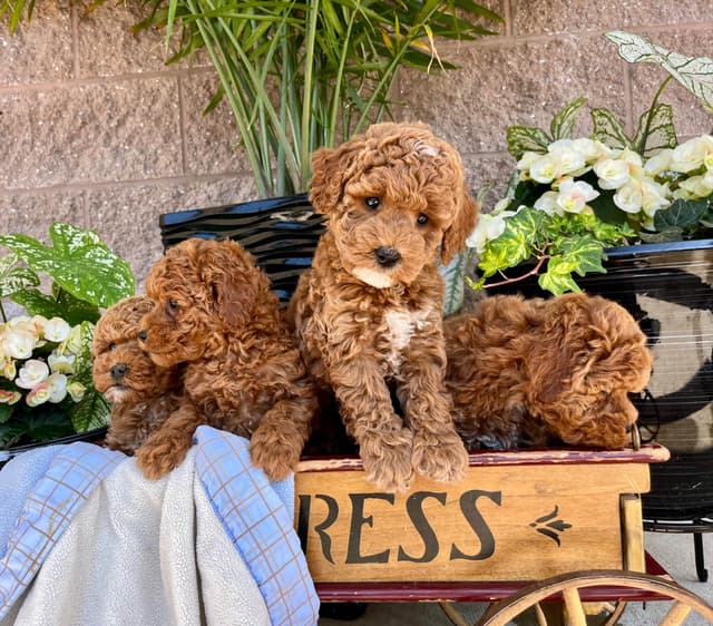 Genetic Tested Red Mini Poodle Puppies❤️🐾Call 717-529-1907 media 6