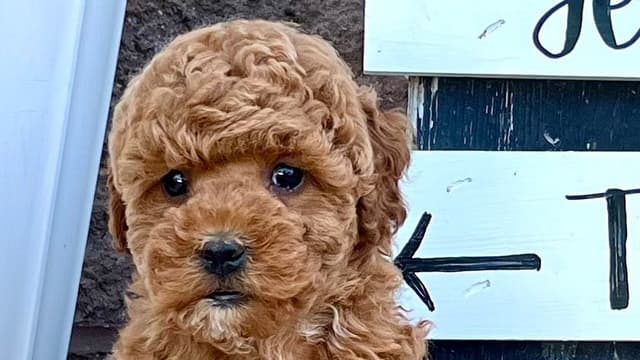 Genetic Tested Red Mini Poodle Puppies❤️🐾Call 717-529-1907 media 7
