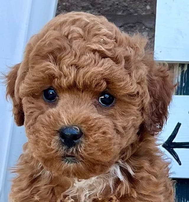Genetic Tested Red Mini Poodle Puppies❤️🐾Call 717-529-1907 media 8