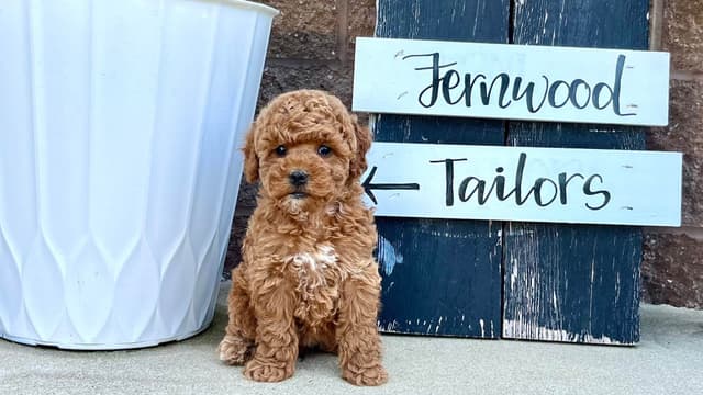 Genetic Tested Red Mini Poodle Puppies❤️🐾Call 717-529-1907 media 9