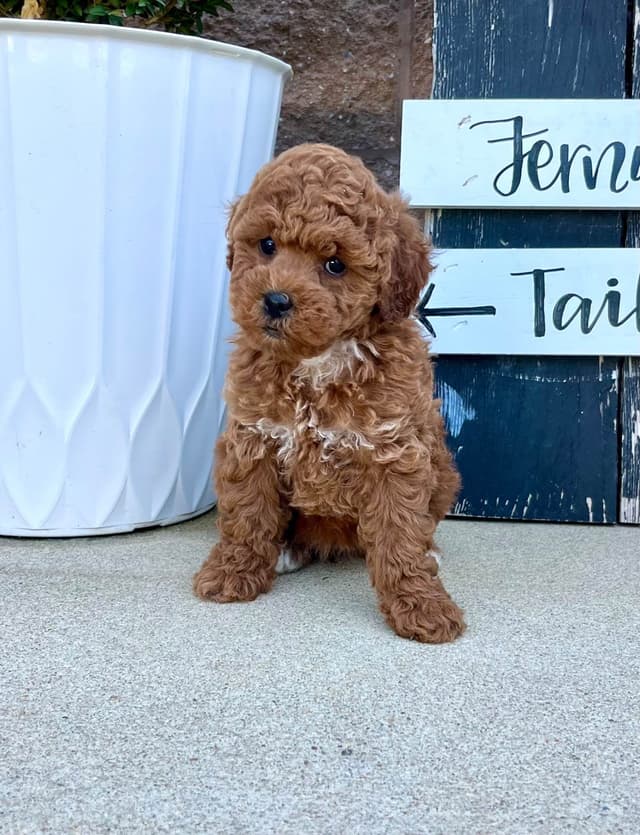 Genetic Tested Red Mini Poodle Puppies❤️🐾Call 717-529-1907 media 10