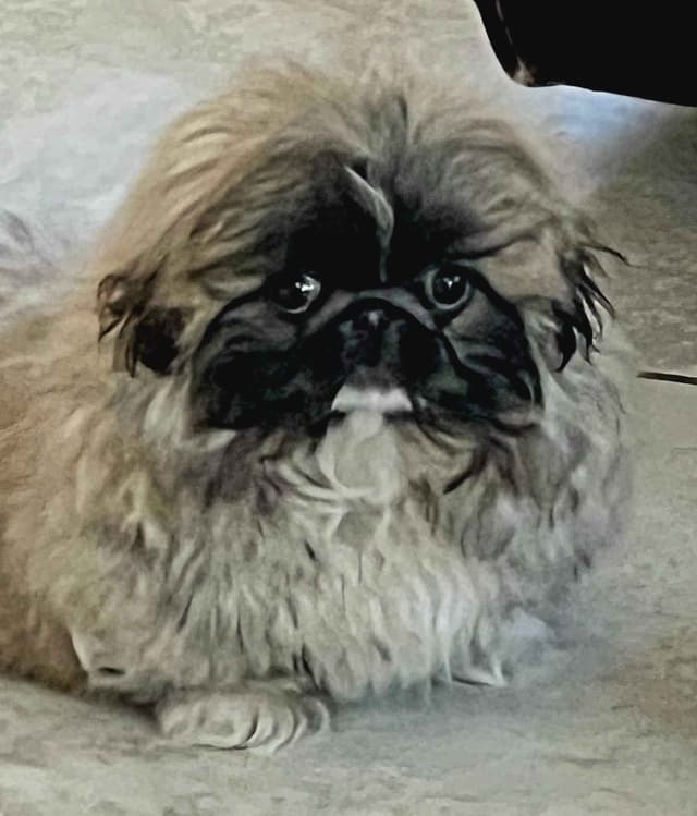 Pekingese Puppies media 2