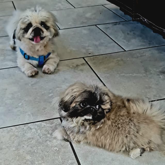 Pekingese Puppies media 3