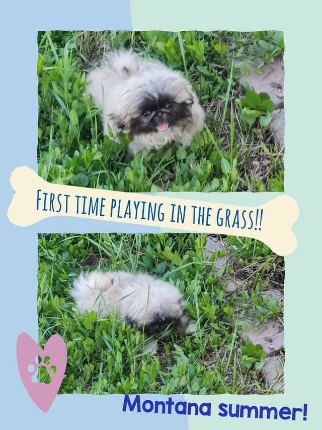 Pekingese Puppies media 4