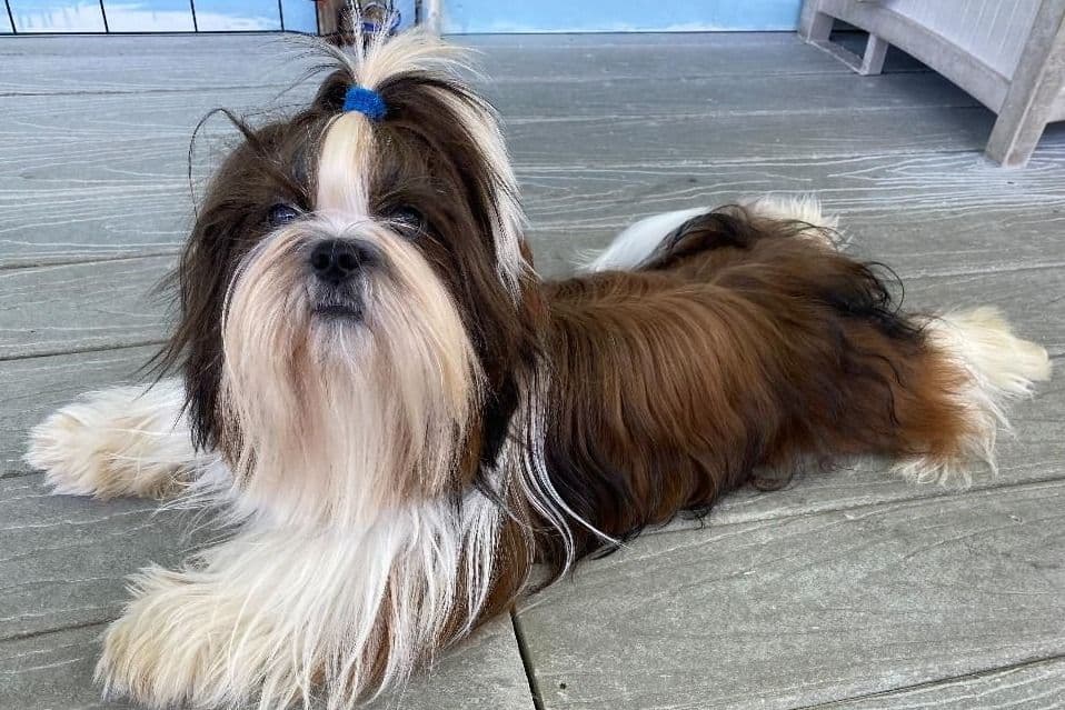 Shih Tzu Puppies-39 AKC/Ukraine Ch. breeder image 1