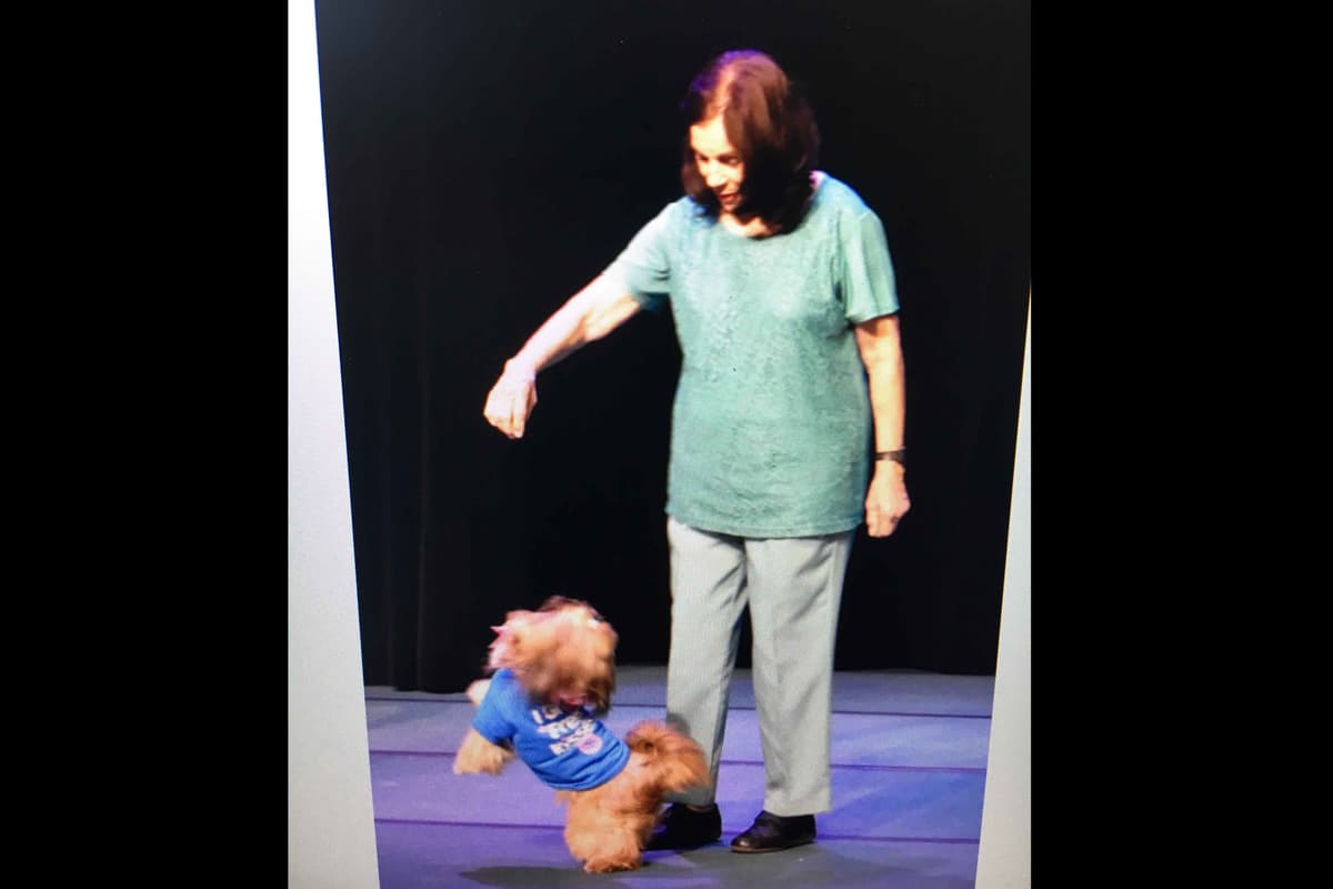 Shih Tzu Puppies-39 AKC/Ukraine Ch. breeder image 15