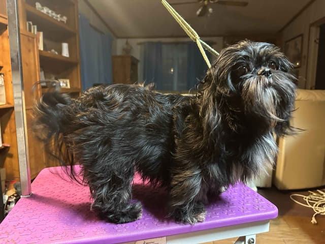 Shih Tzu Puppies with 26 AKC/Ukraine champions media 6