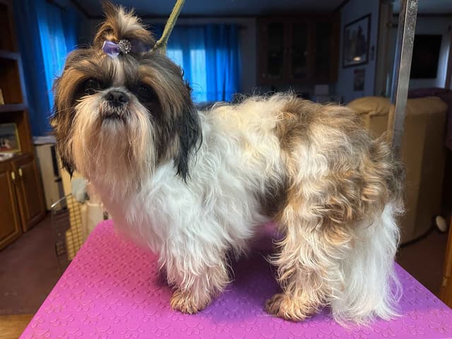 Shih Tzu Puppies with 26 AKC/Ukraine champions media 9