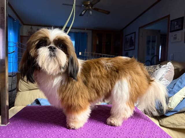 Shih Tzu Puppies-39 AKC/Ukraine Ch. media 3