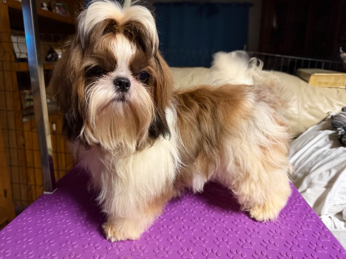 Shih Tzu Puppies-39 AKC/Ukraine Ch. breeder image 3