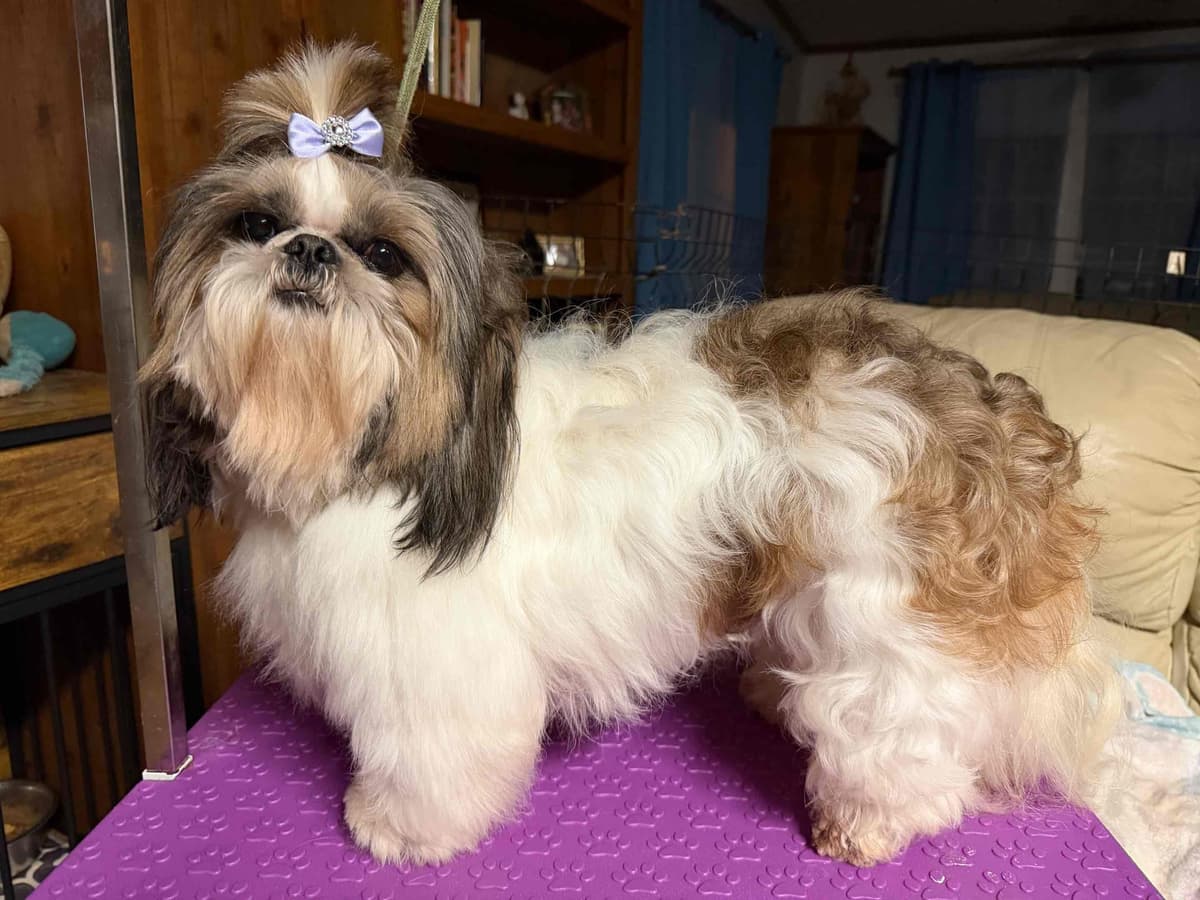 Shih Tzu Puppies-39 AKC/Ukraine Ch. breeder image 5