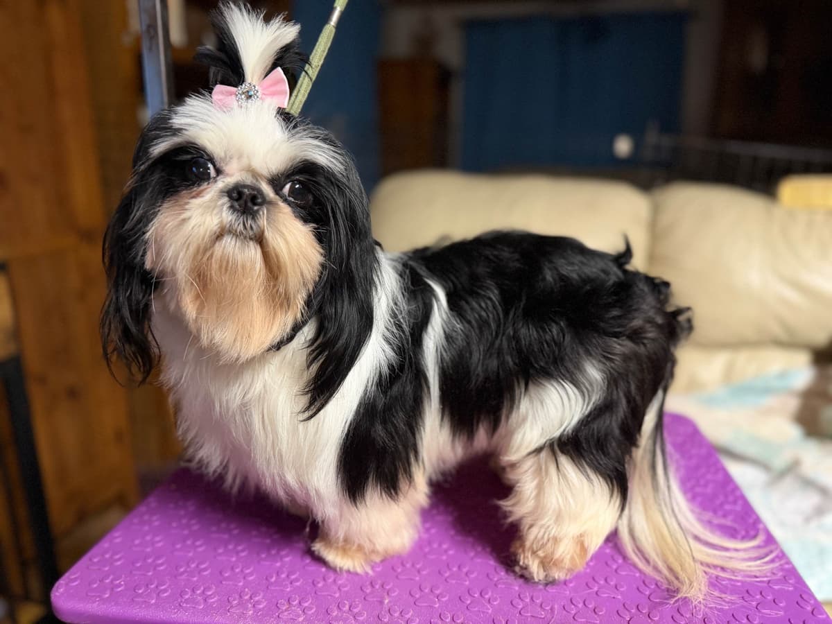 Shih Tzu Puppies-39 AKC/Ukraine Ch. breeder image 7
