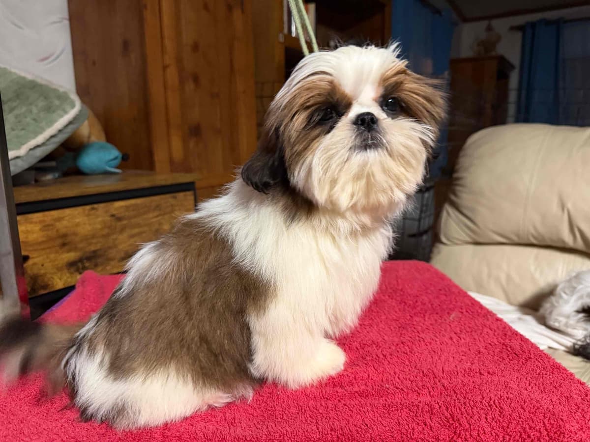 Shih Tzu Puppies-39 AKC/Ukraine Ch. breeder image 6