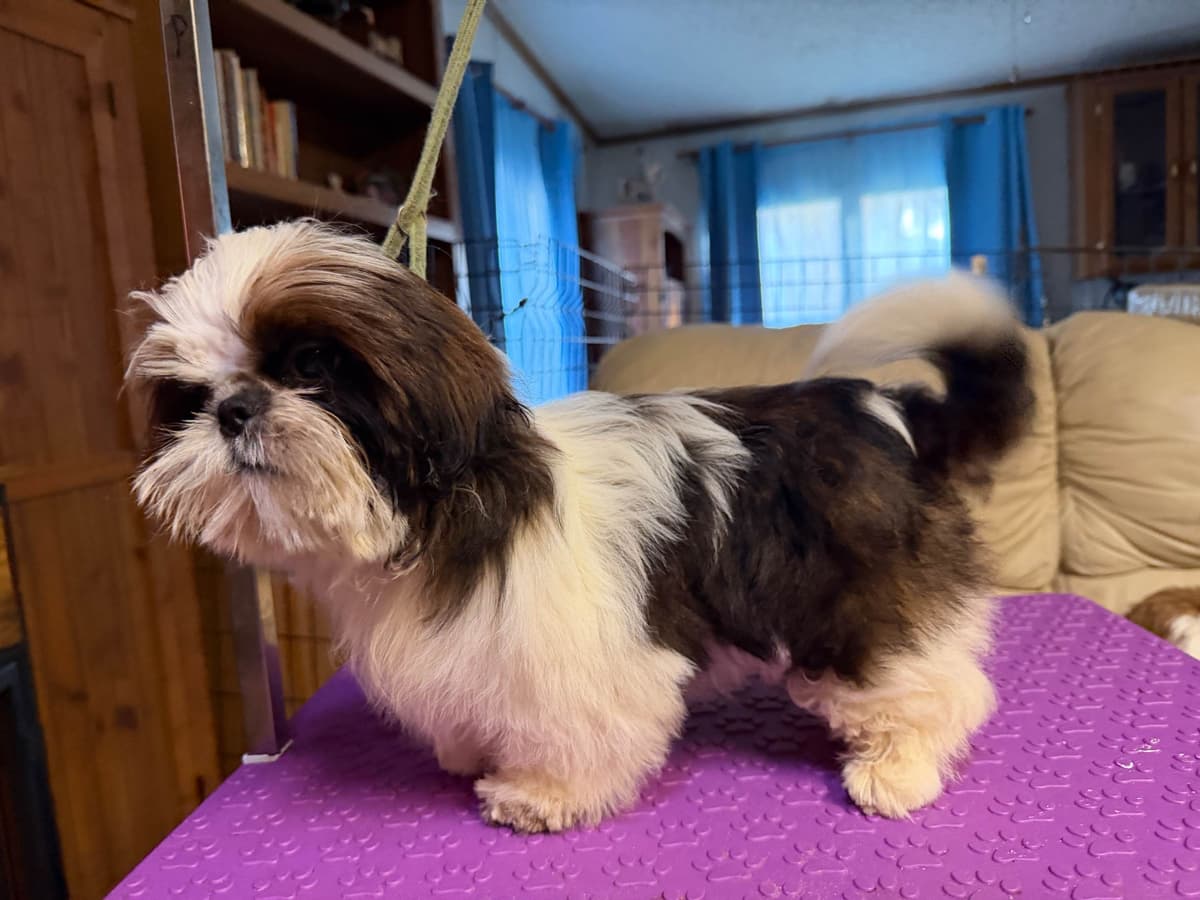 Shih Tzu Puppies-39 AKC/Ukraine Ch. breeder image 8