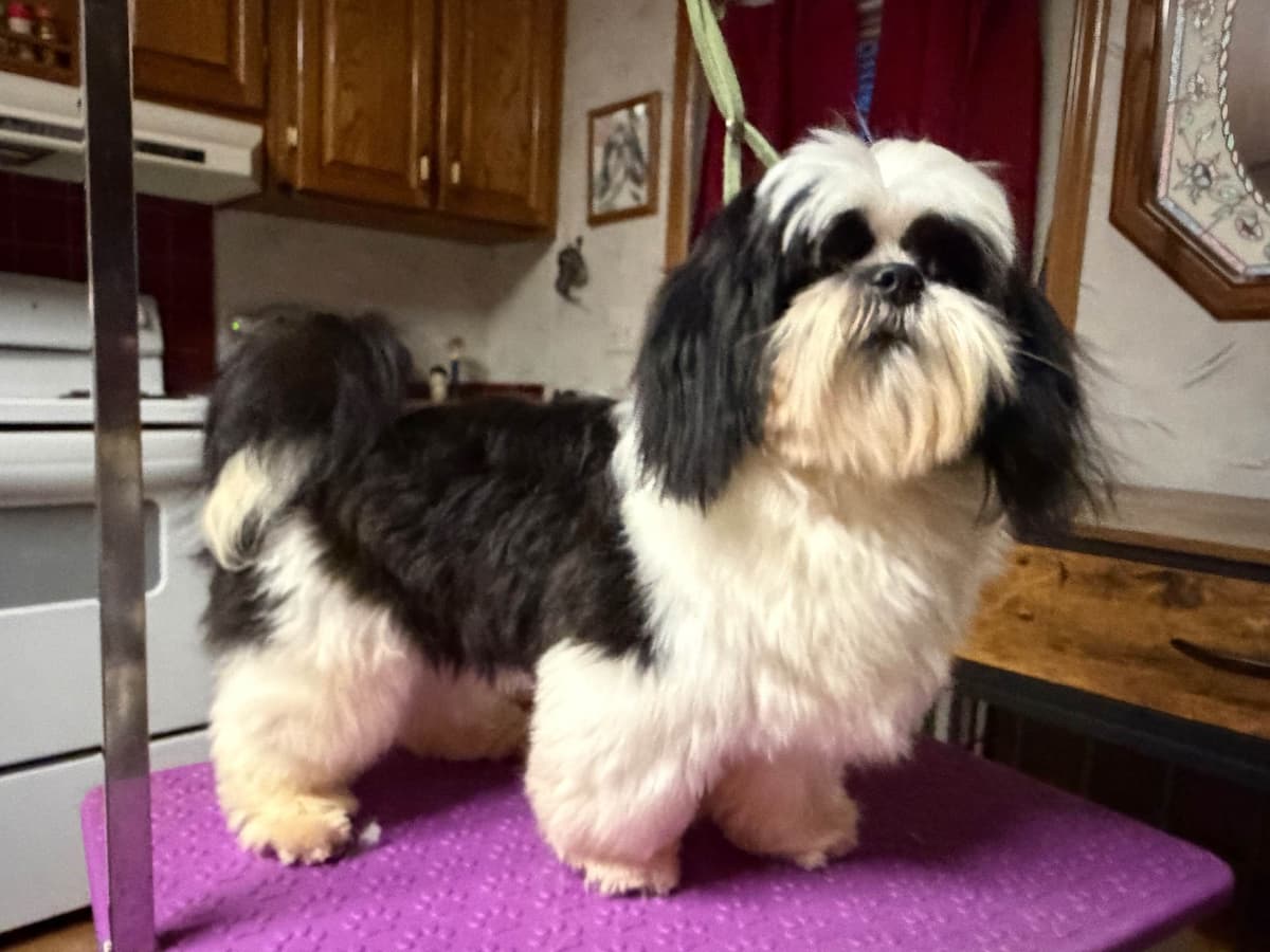 Shih Tzu Puppies-39 AKC/Ukraine Ch. breeder image 9