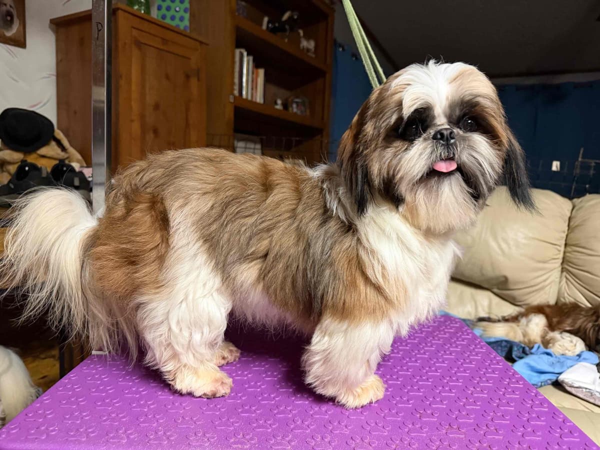 Shih Tzu Puppies-39 AKC/Ukraine Ch. breeder image 10