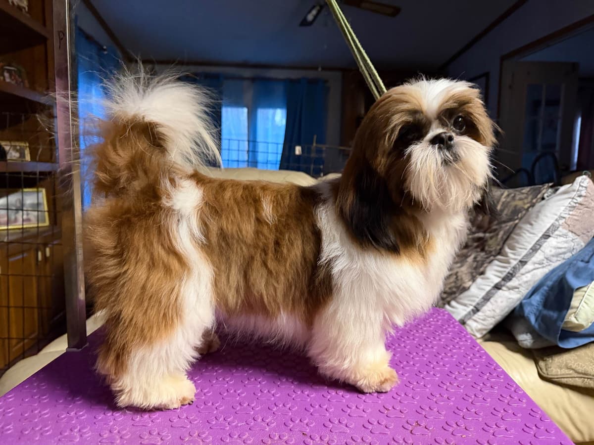 Shih Tzu Puppies-39 AKC/Ukraine Ch. breeder image 11