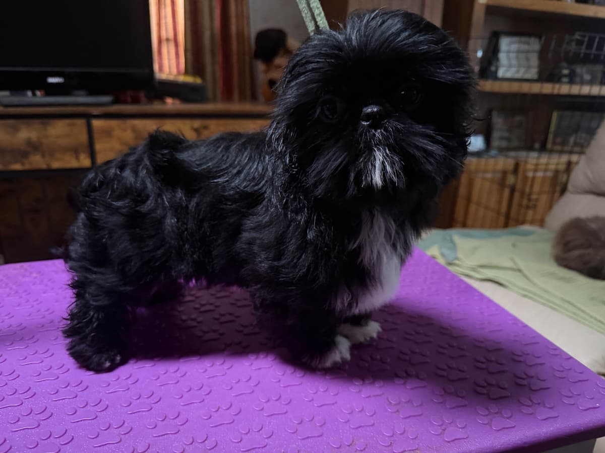 Shih Tzu Puppies-39 AKC/Ukraine Ch. breeder image 13