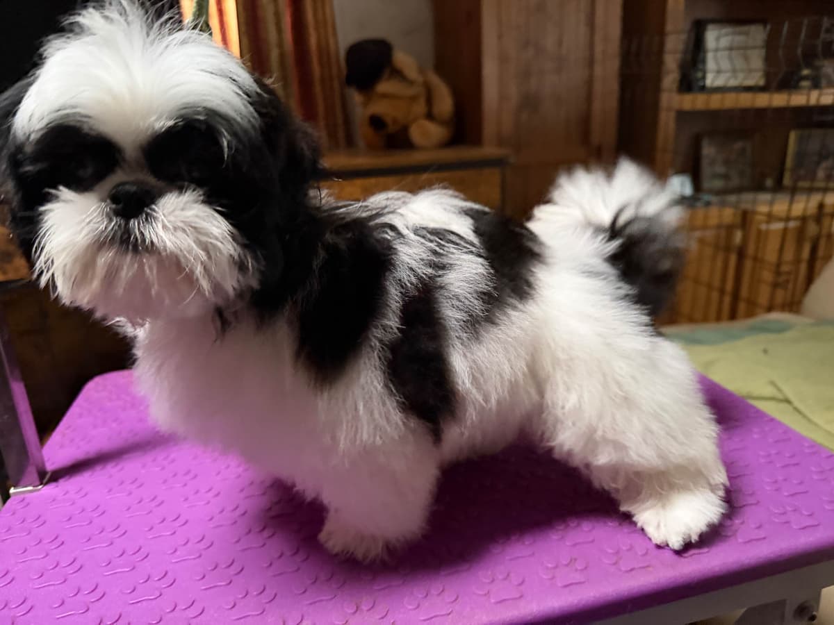 Shih Tzu Puppies-39 AKC/Ukraine Ch. breeder image 14