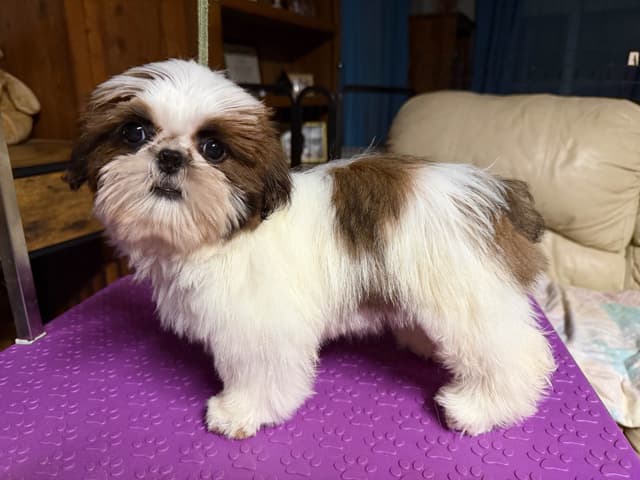 Shih Tzu Puppies-39 AKC/Ukraine Ch. media 4