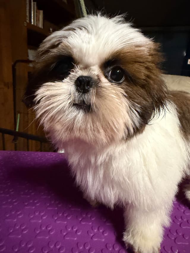 Shih Tzu Puppies-39 AKC/Ukraine Ch. media 5