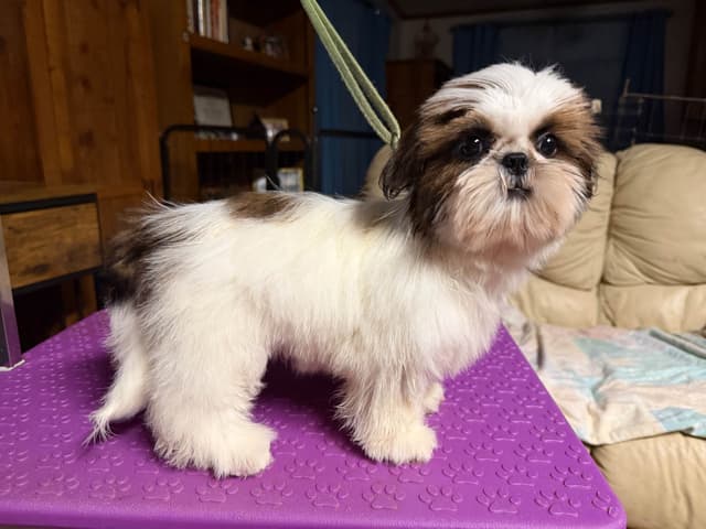 Shih Tzu Puppies-39 AKC/Ukraine Ch. media 6
