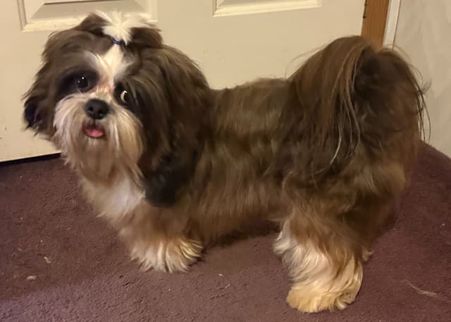 Shih Tzu Puppies with 37 AKC/Ukraine champions media 14
