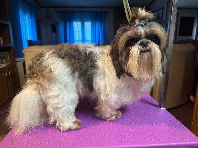 Shih Tzu Puppies with 37 AKC/Ukraine champions media 17