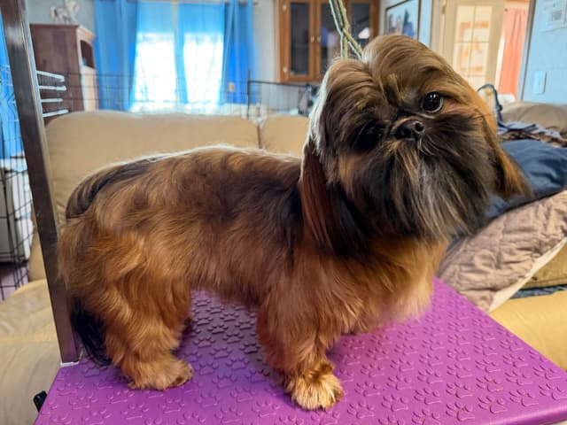 Shih Tzu Puppies with 37 AKC/Ukraine champions media 16