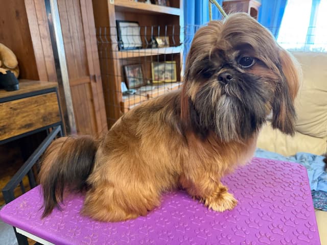 Shih Tzu Puppies with 37 AKC/Ukraine champions media 15