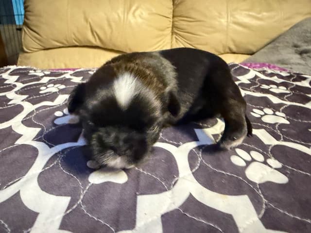 Shih Tzu Puppies with 37 AKC/Ukraine champions media 13