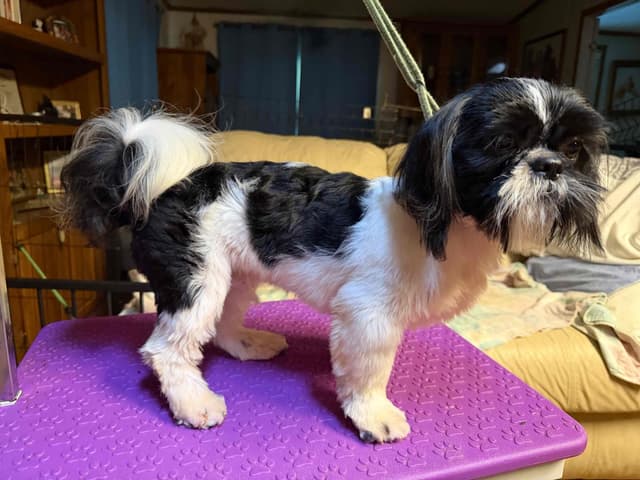 Shih Tzu Puppies with 26 AKC/Ukraine champions media 4