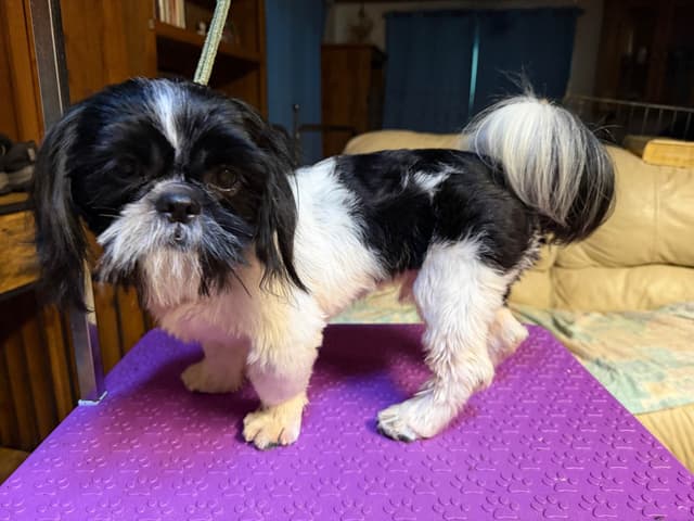 Shih Tzu Puppies with 26 AKC/Ukraine champions media 3