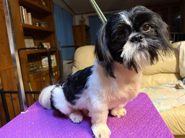 Shih Tzu Puppies with 26 AKC/Ukraine champions media 5