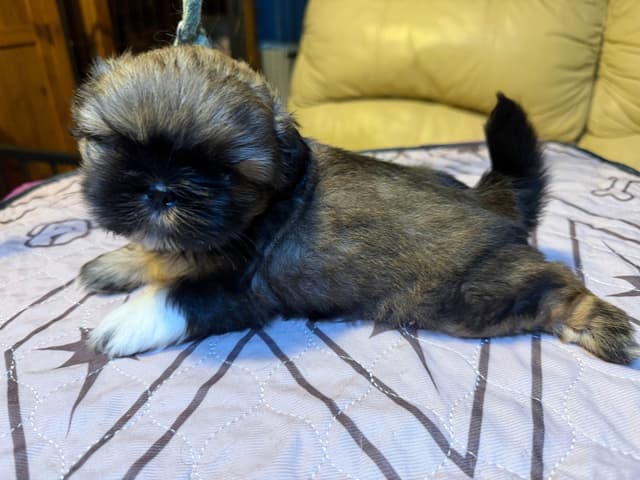 Shih Tzu Puppies with 37 AKC/Ukraine champions media 8