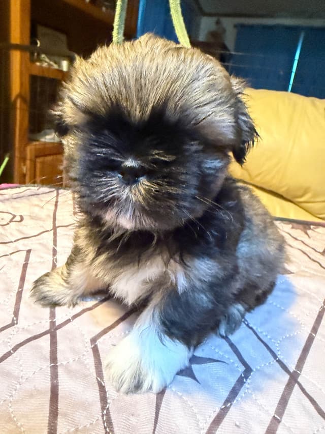 Shih Tzu Puppies with 37 AKC/Ukraine champions media 9