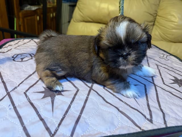Shih Tzu Puppies with 37 AKC/Ukraine champions media 2