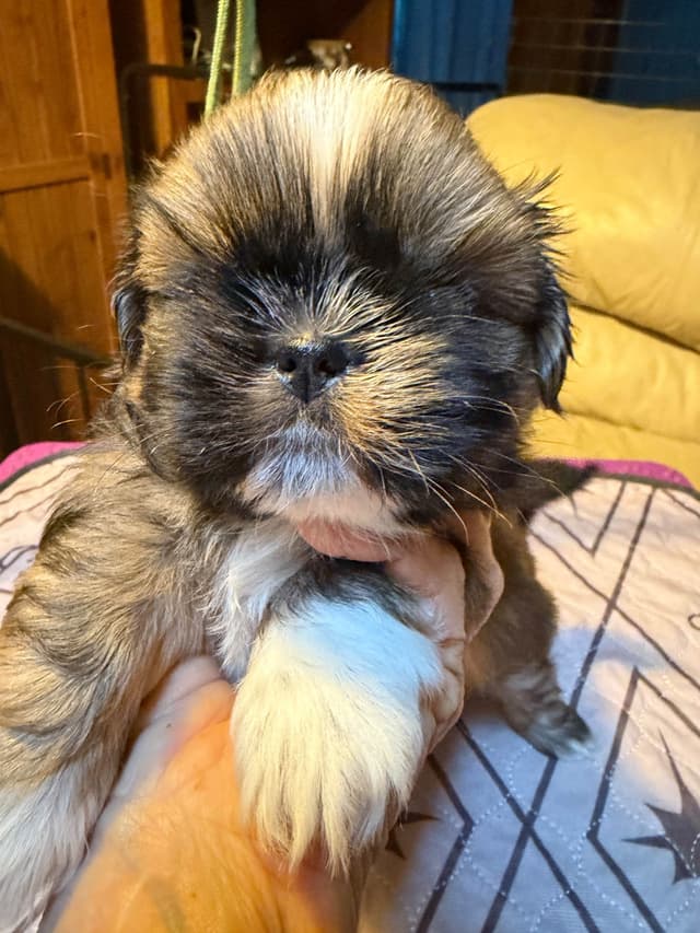 Shih Tzu Puppies with 37 AKC/Ukraine champions media 3