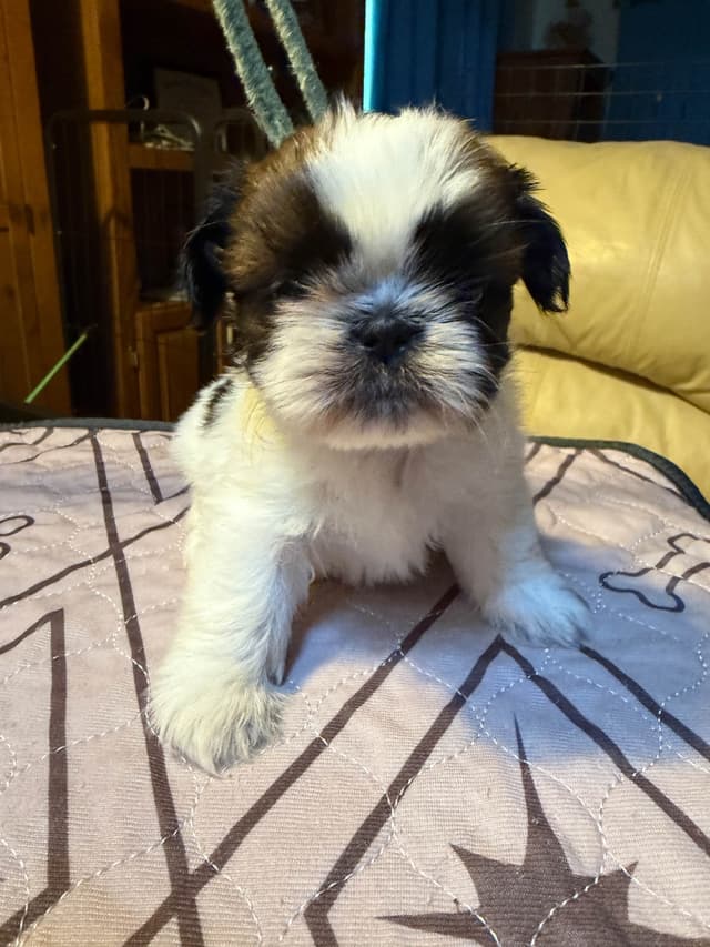 Shih Tzu Puppies with 37 AKC/Ukraine champions media 6