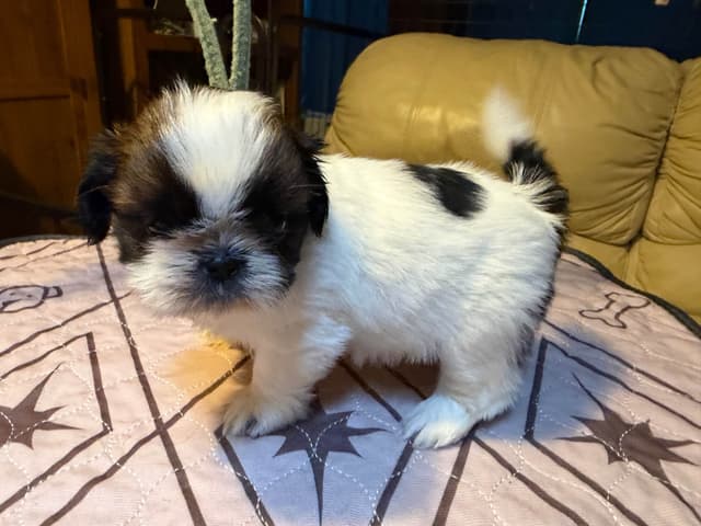 Shih Tzu Puppies with 37 AKC/Ukraine champions media 4