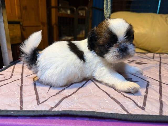 Shih Tzu Puppies with 37 AKC/Ukraine champions media 5