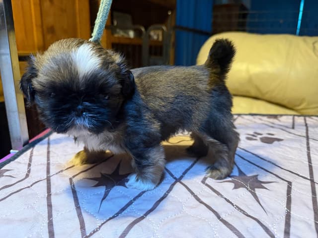 Shih Tzu Puppies with 37 AKC/Ukraine champions media 10