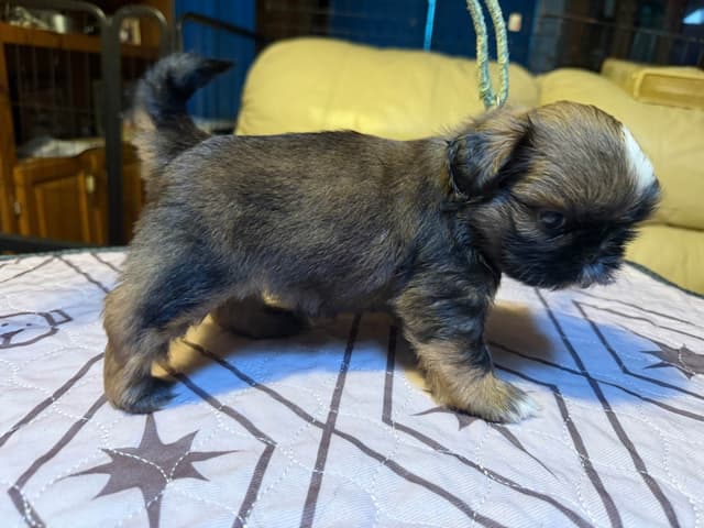 Shih Tzu Puppies with 37 AKC/Ukraine champions media 11
