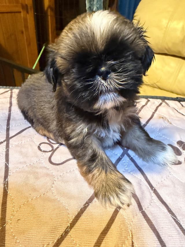 Shih Tzu Puppies with 37 AKC/Ukraine champions media 12