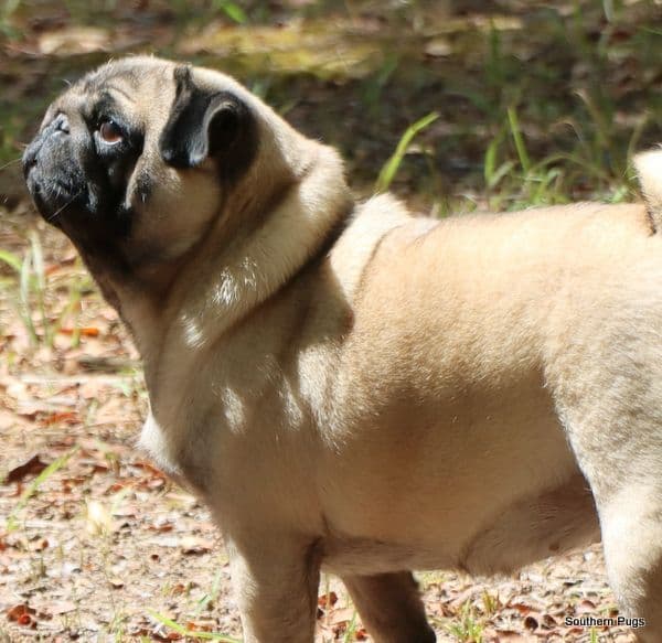 Pug Puppies breeder image 3