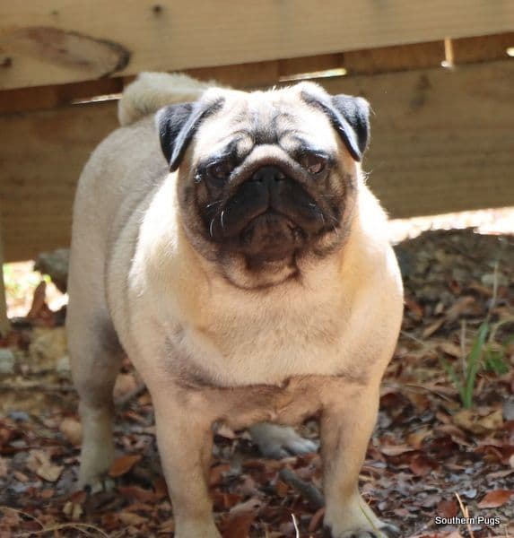 Pug Puppies breeder image 2
