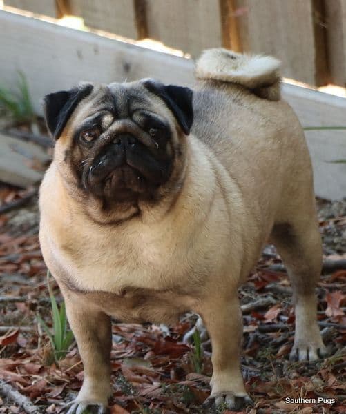 Pug Puppies breeder image 1