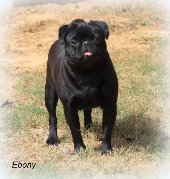 Pug Puppies breeder image 4